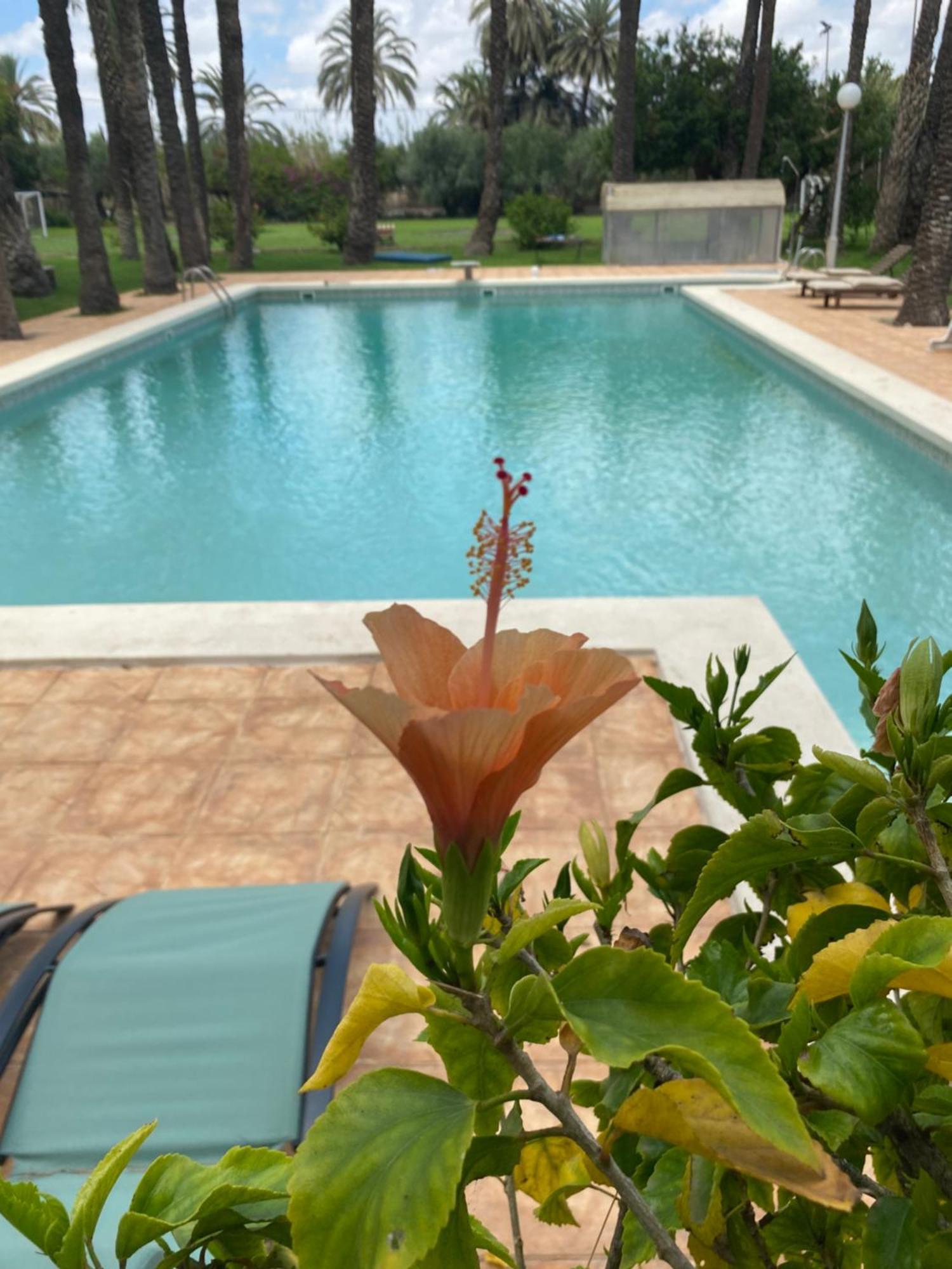 Pink Lemon House Bed & Breakfast Elche Exterior photo